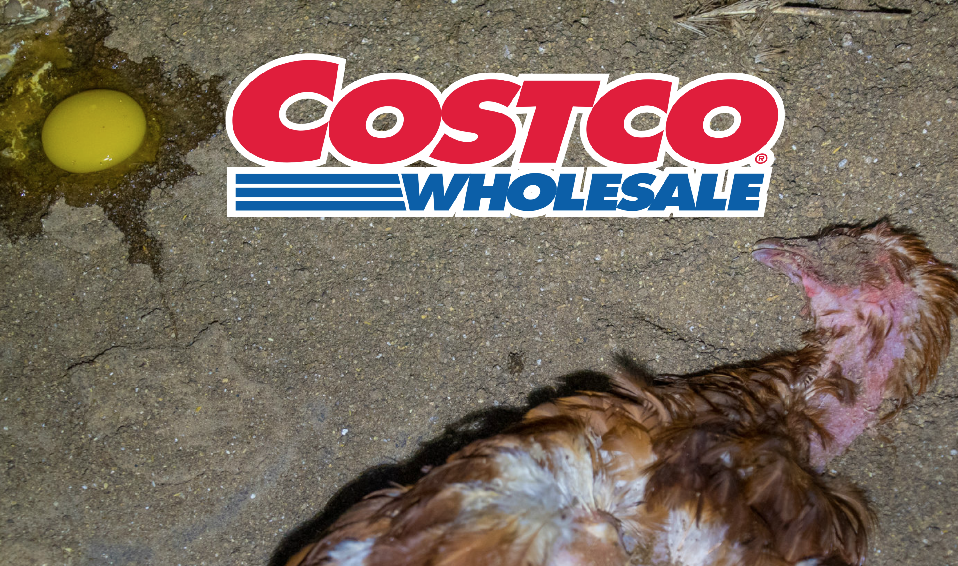 Costco Sues Activists For Showing The Truth While Defrauding Customers