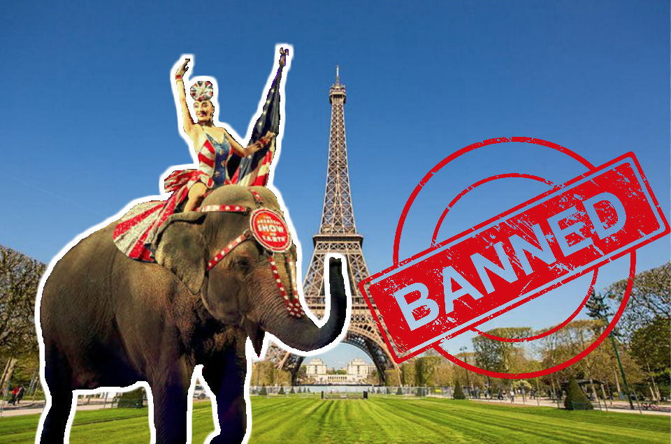 Victory! Paris Bans Circus Animals