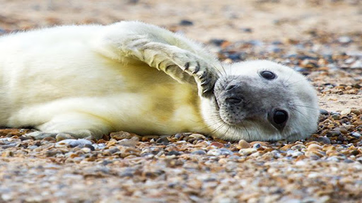 Victory! Scotland Bans Seal Killing
