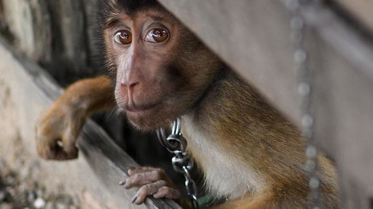 Victory! Over 15,000 Stores Ban Coconut Milk Brands That Use Slave Monkeys To Pick Coconuts
