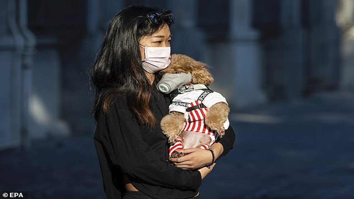 Chinese City Yulin Bans Eating Dogs To Combat Coronavirus