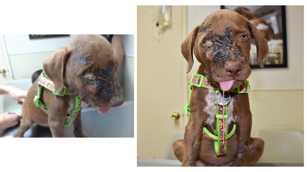 New California Bill Seeks To Give Abused Animals A Voice In Court