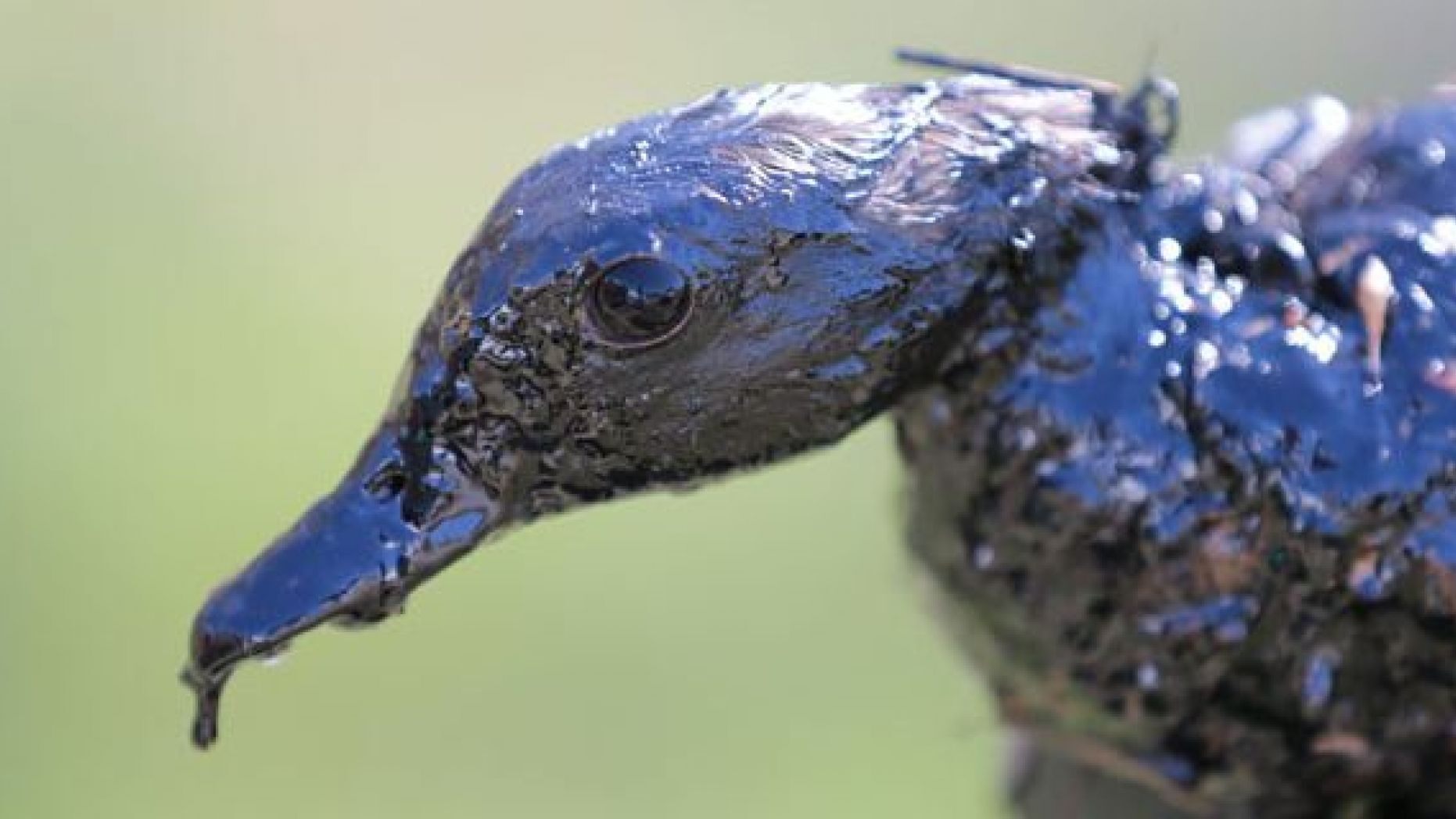 Energy Company Fires Oilfield Worker For Saving Oil Covered Ducks From Death