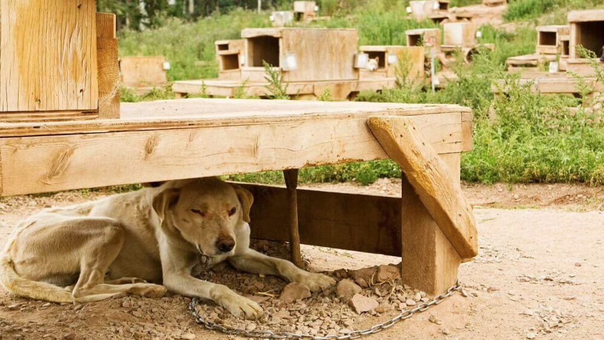 What Happens to Dogs at the Deadly Iditarod Will Leave You Outraged