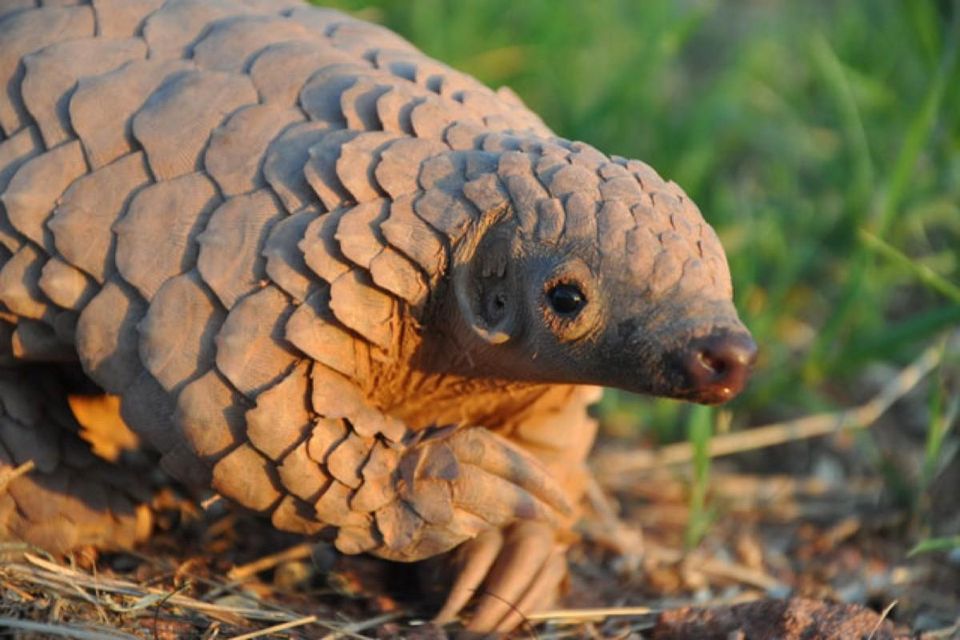 Authorities in Vietnam have recovered 2 tons of ivory and pangolin scales destined for China and Vietnam