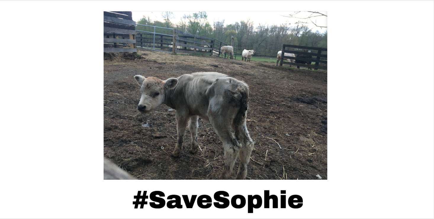Abused Calf RETURNED By Police #SaveSophie
