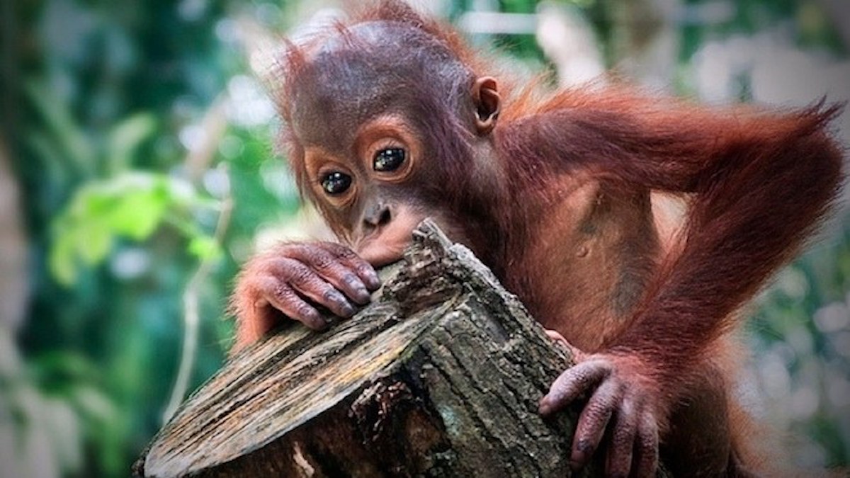 Victory! Kellogg’s Stops Using Palm Oil To Save Orangutans