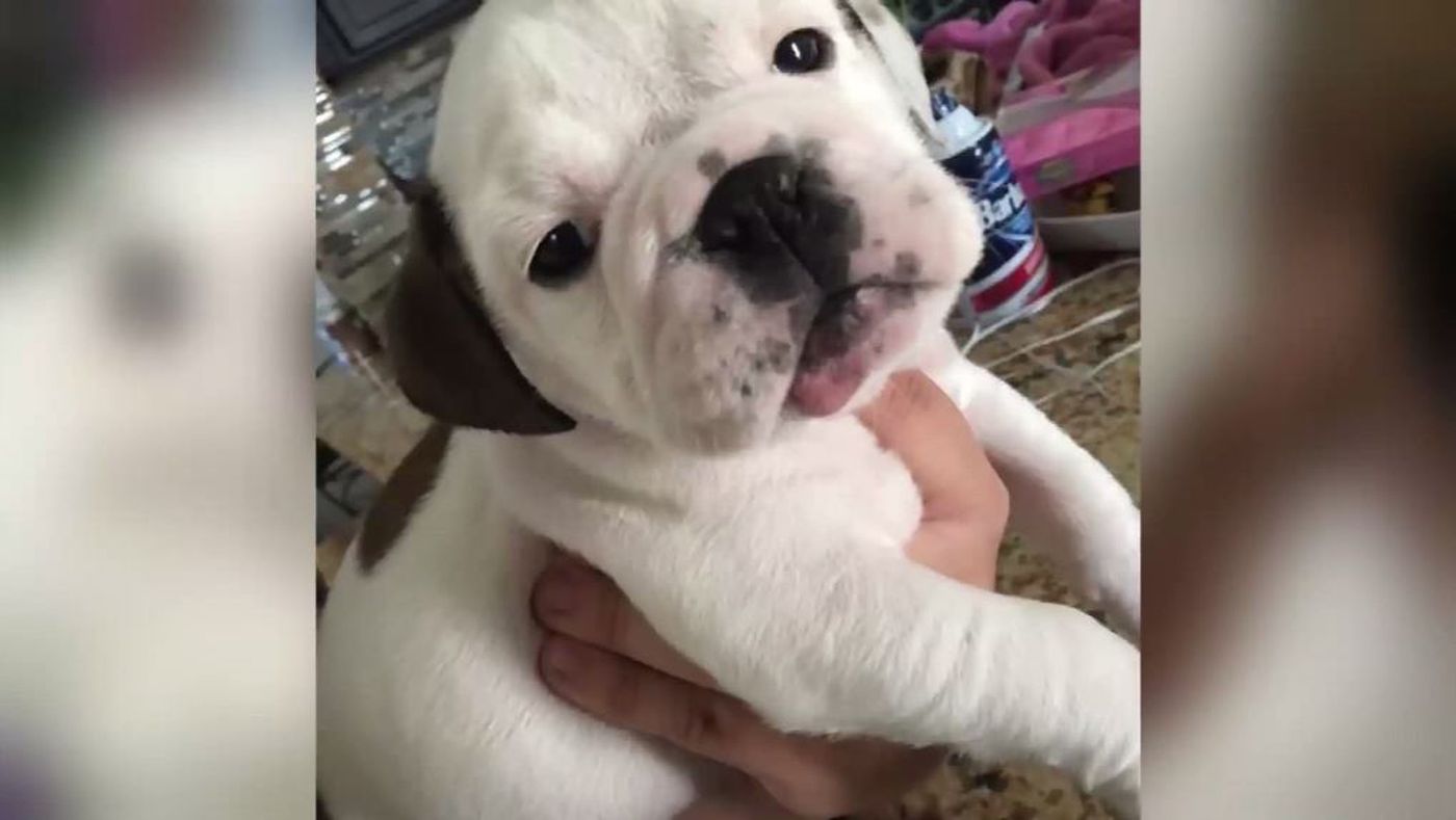 PetSmart Crushes Little Bulldog Named Minni Under Grooming Table