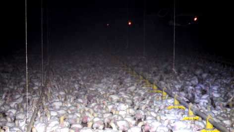 Opinion | New Oregon law mandates cage-free eggs by 2024 & It’s A Set Back Not A Victory DxE Proved It