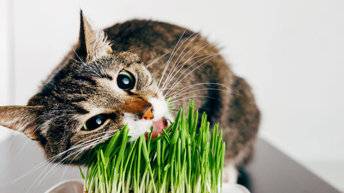 Preliminary Study: Vegan Cats Live Long And Healthy Lives