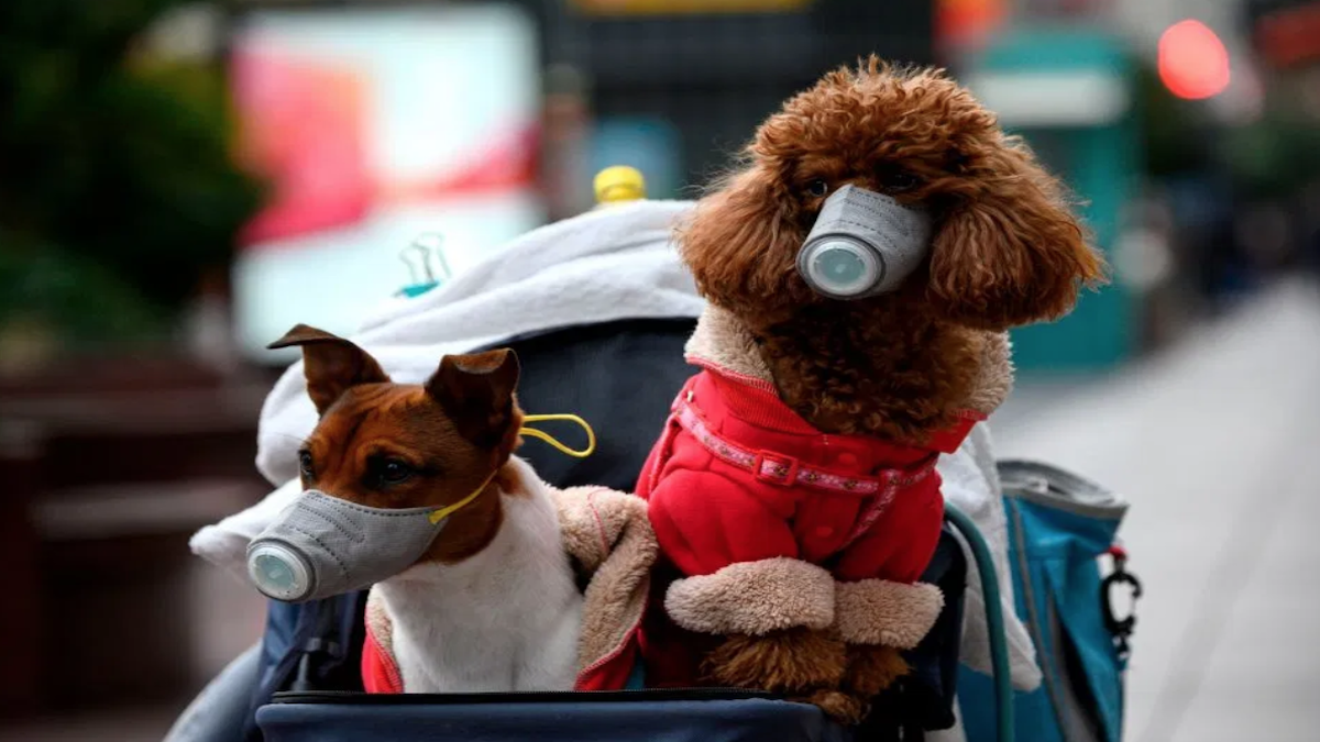 A Dog Has Tested Positive For The Corona Virus