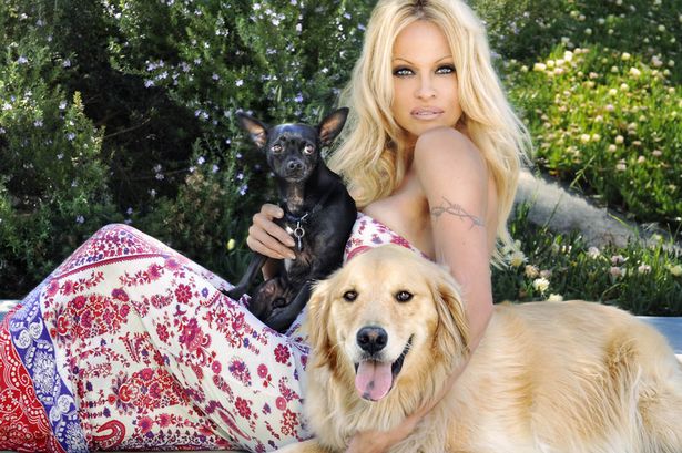 Pamela Anderson Wants To Adopt All The Dogs From A Lab For Christmas