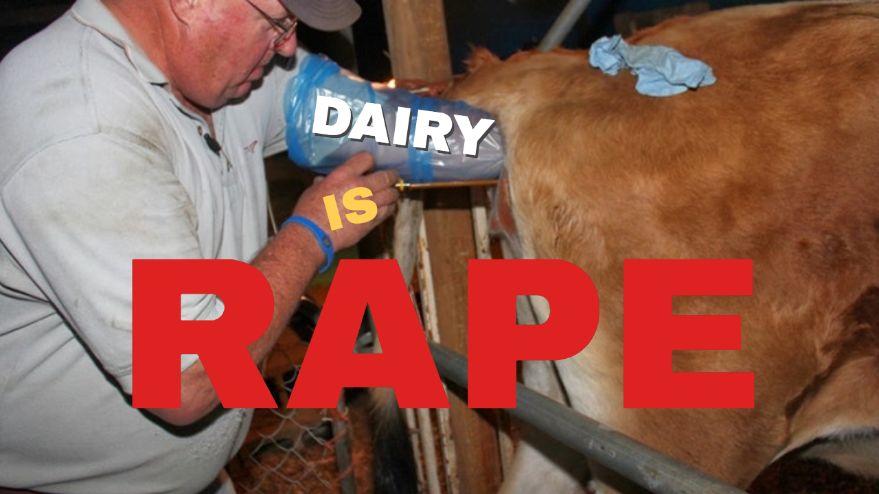 Dairy Is Rape & Beastiality