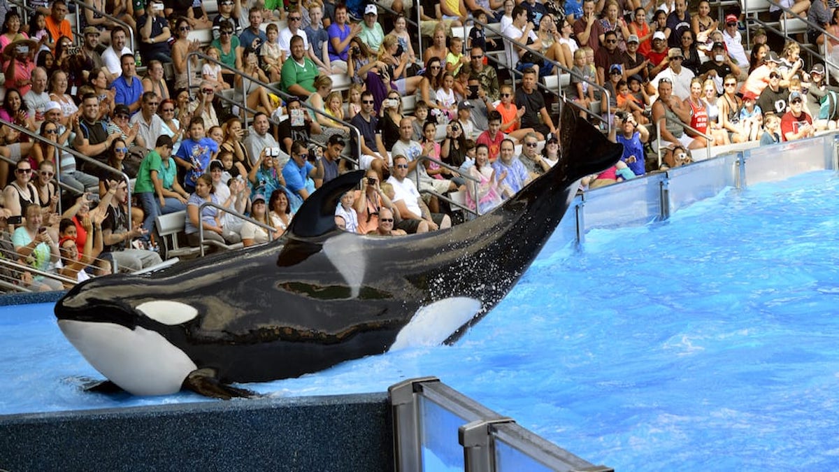 SeaWorld Going Bankrupt, Offered 250k To Become Sanctuary And Retire Animals