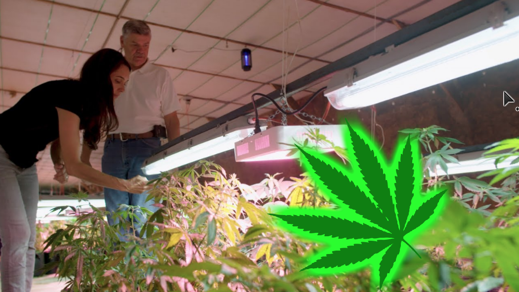 Chicken Farmer Whistleblower Exposes Inhumane Conditions & Switches To Hemp Farming