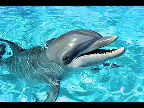 Captive Wild Dolphin Filmed Ramming Head Into Tank Walls By Empty The Tanks