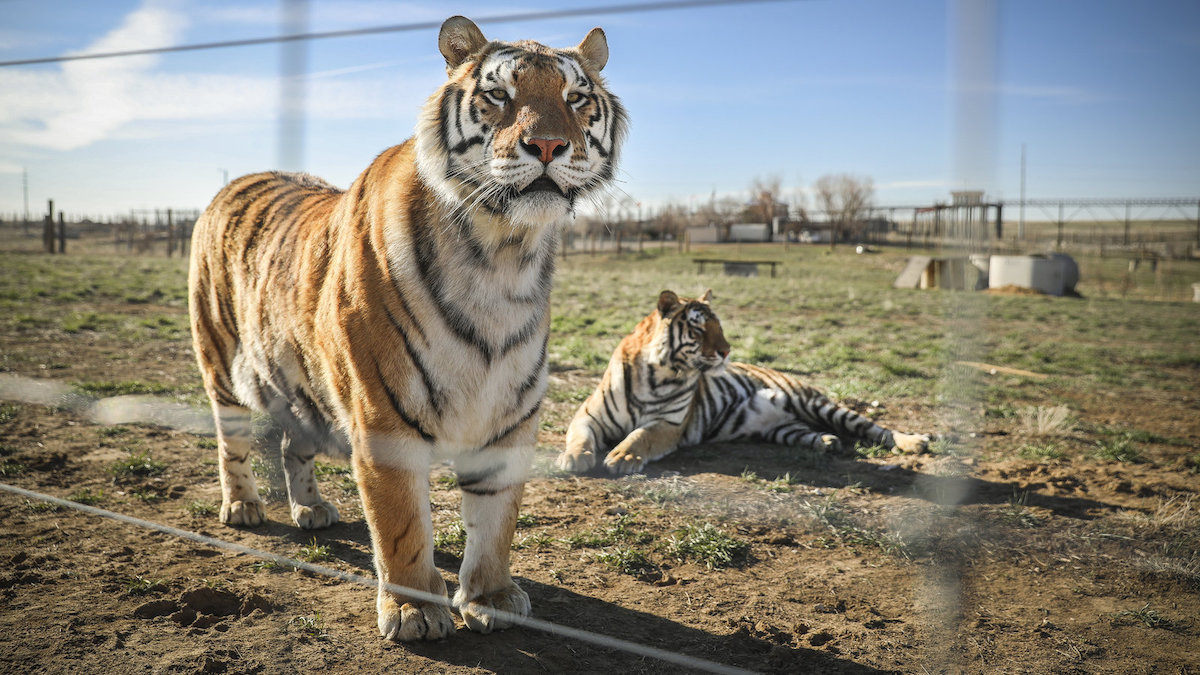 Victory! Virginia Makes Tiger Cub Petting Illegal, Now Let’s Pass The Big Cat Safety Act Federally