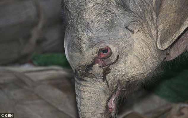 Young Teenage Elephant Worked To Death For Tourist Rides