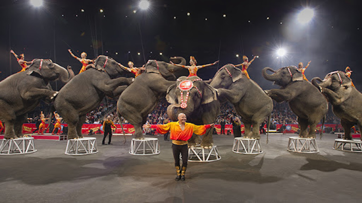 Victory! Los Angeles Bans Wild And Exotic Animals In Circuses And House Parties