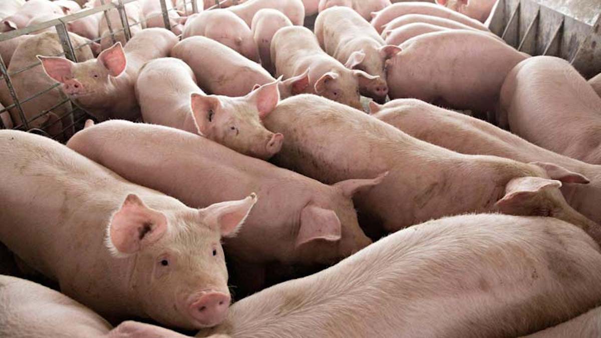 African Swine Fever Threatens China And Polands Pigs