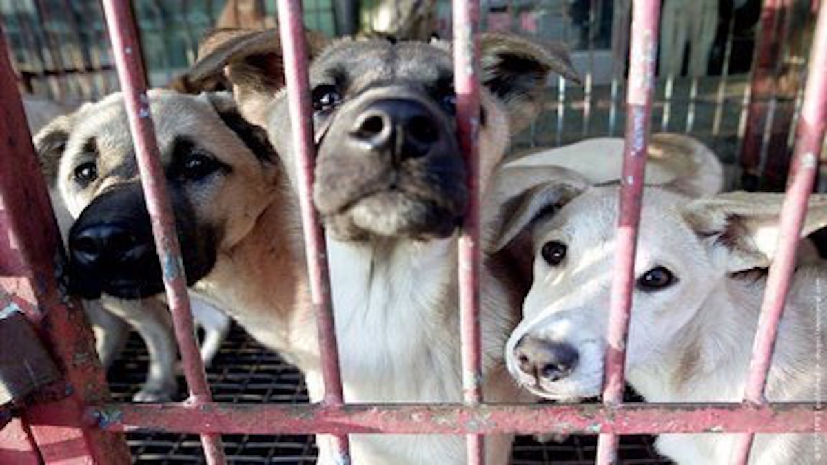 Chinese Government Moves To Ban Dog, Cat, And Wildlife Meat In The Entire Country