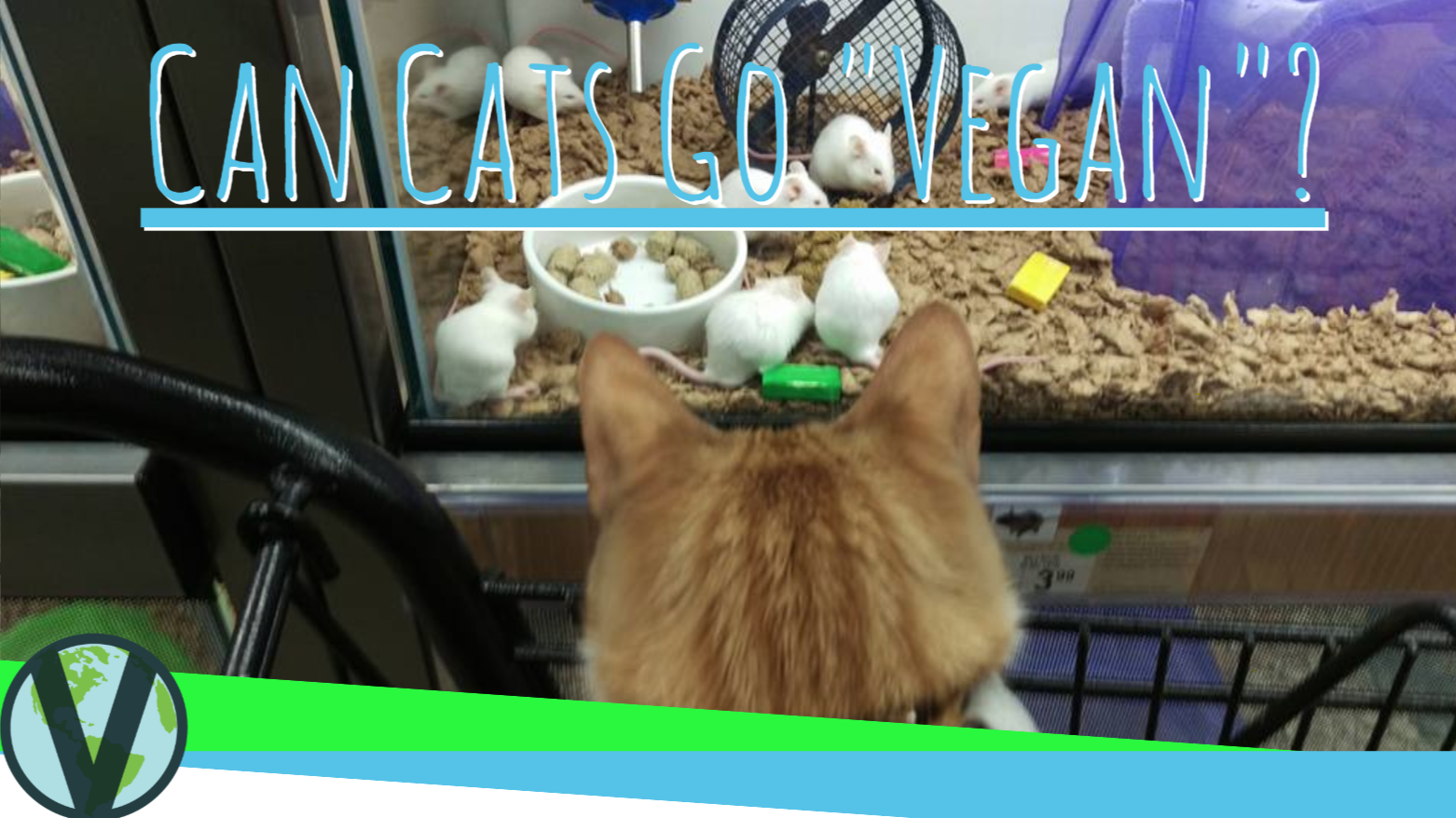 Can Cats Be Vegan? First Vegan Cat Study!