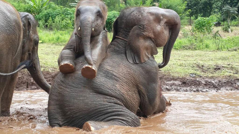 250 Elephants have been spotted in Nigeria proving they're making a comeback