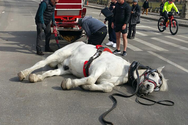 Victory! Miami Beach Carriage Rides Cancelled Thanks To Activists