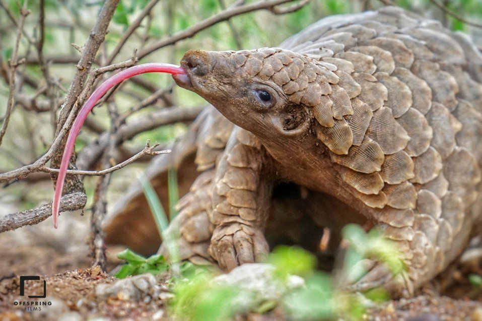 3 Species Of Pangolin Near Extinction