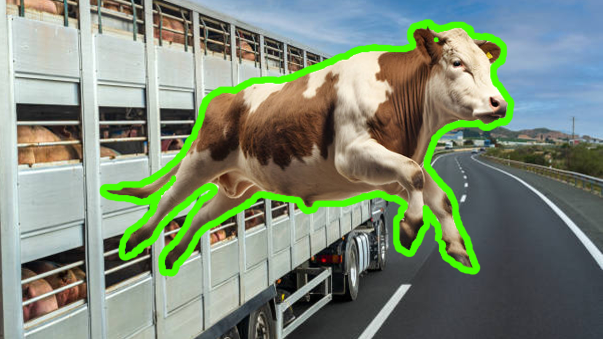 Cow Escapes Slaughterhouse, Goes Viral