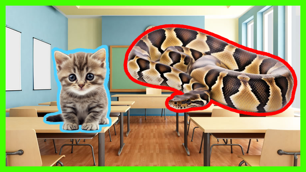 Teacher Feeds Kitten To Snake